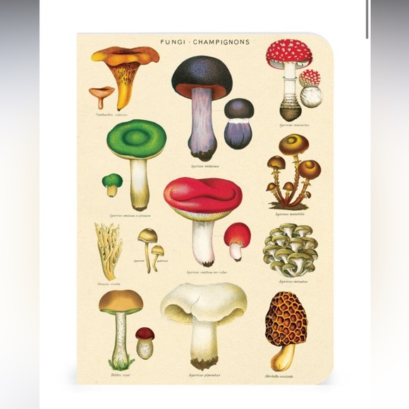Mushrooms Mini Notebooks (3 pack)
By Cavallini Papers & Co., For Bundles Only - Picture 2 of 8